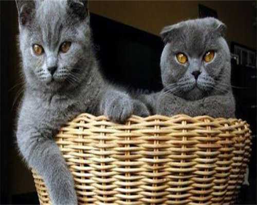 试管供卵排名-解读子宫内膜增生与不孕症的关系