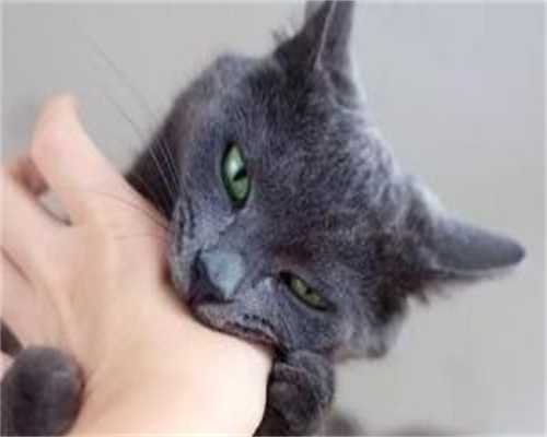 助孕咨询联系：盐焗鸡腿_盐焗鸡腿怎么腌制_盐焗鸡腿的酱汁怎么做_盐焗鸡腿的营养