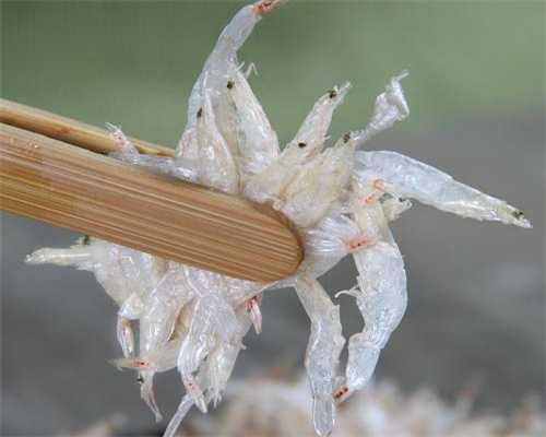 试管婴儿预处理是什么(试管婴儿ee预处理方案)