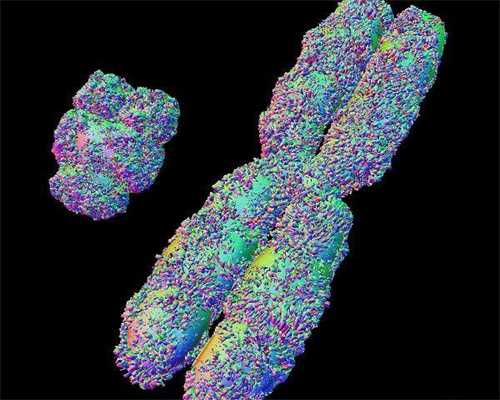 专业试管供卵-备孕期间可以吃螃蟹吗 备孕期间吃螃蟹需谨慎