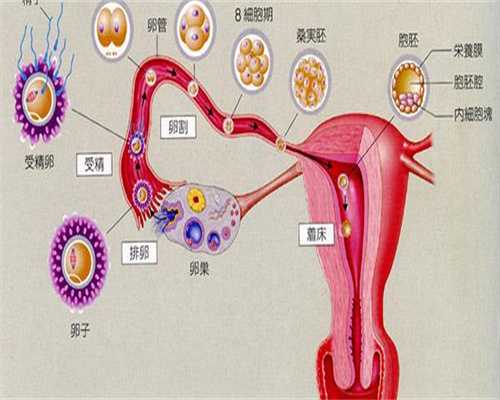 代生孩子价格-试管hcg多少排除宫外孕？