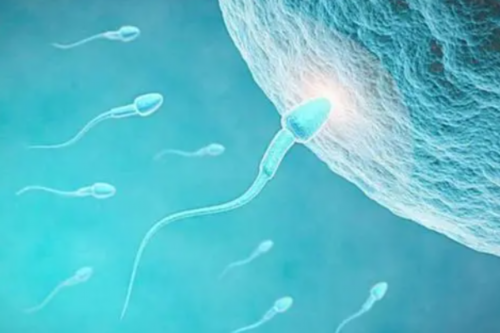 河北省干细胞移植详细费用