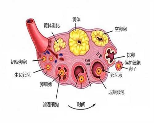 拔牙几天后可以备孕（备孕检查项目）